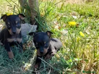 Ratón de Praga perros Mini pincher - Anuncio 1