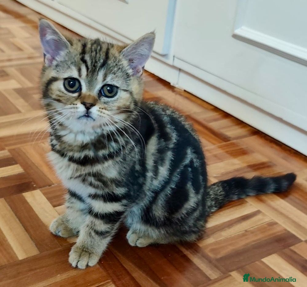 Británico de Pelo Corto gatos CAMADA DE GATO/AS BRITISH SHORTAIR - Anuncio 1