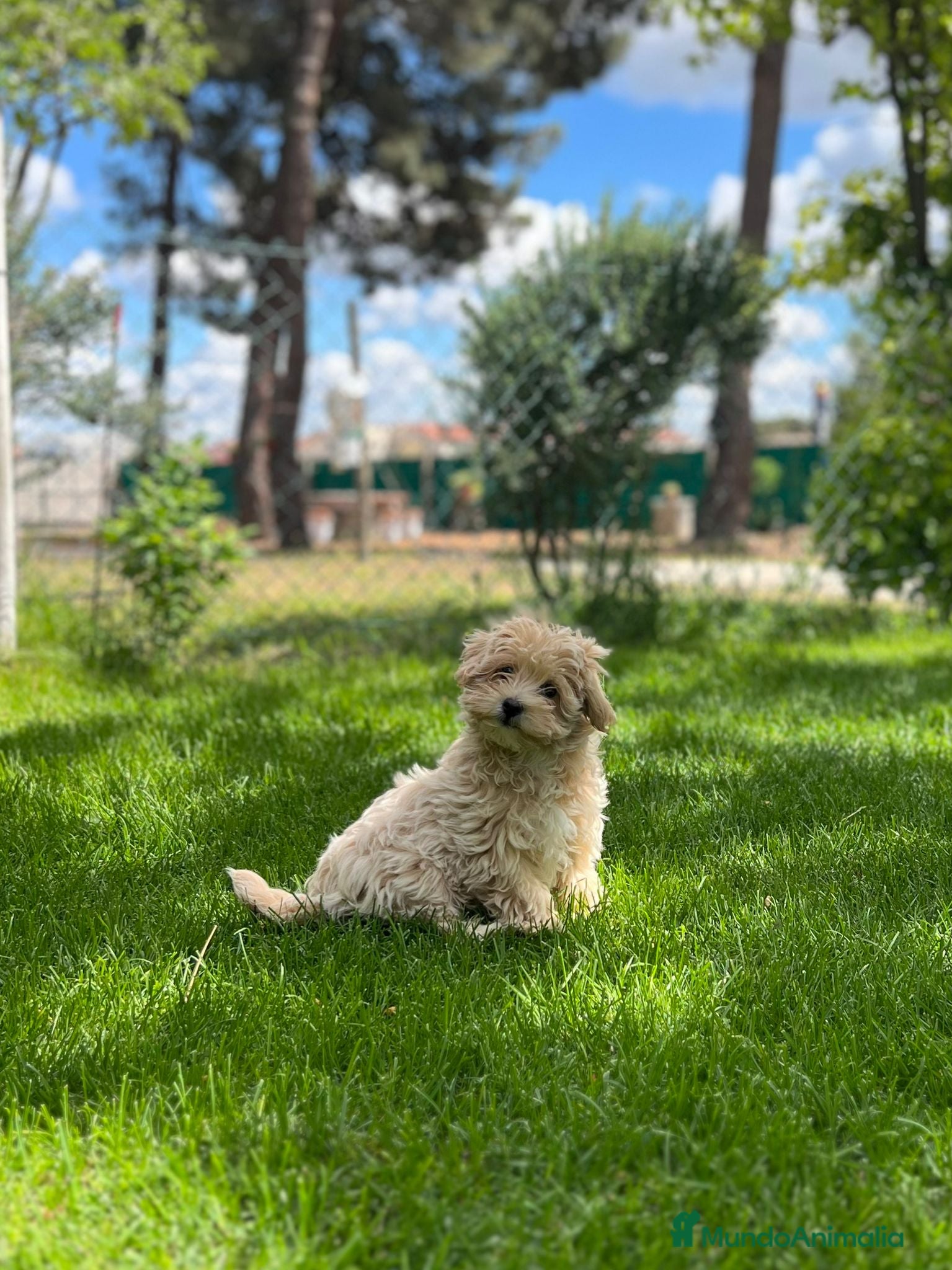 Maltipoo perros Maltipoo Macho  - Anuncio 1