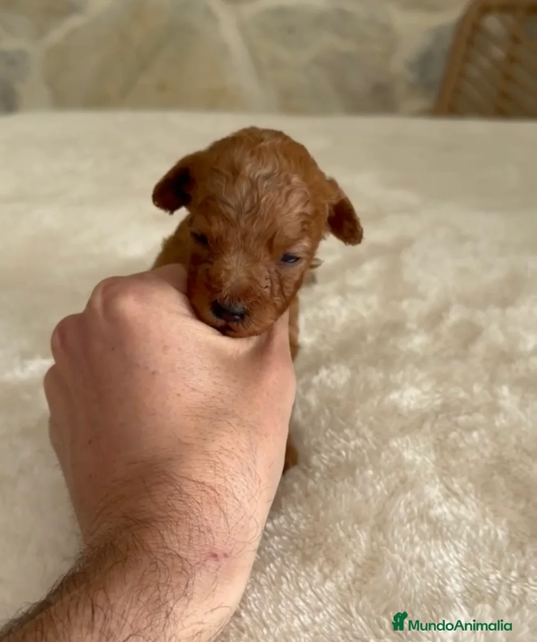 Caniche Toy perros en venta: Caniche toy rojo  - Anuncio 2