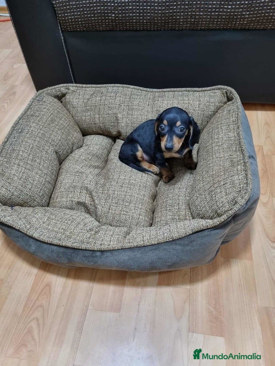 Teckel Miniatura perros teckel mini cachorros  - Anuncio 2