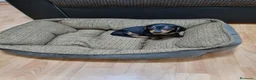 Teckel Miniatura perros en venta: teckel mini cachorros  - Anuncio 2