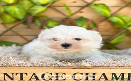 Bichón Maltés perros en venta: Camada de Gala  - Imagen 2
