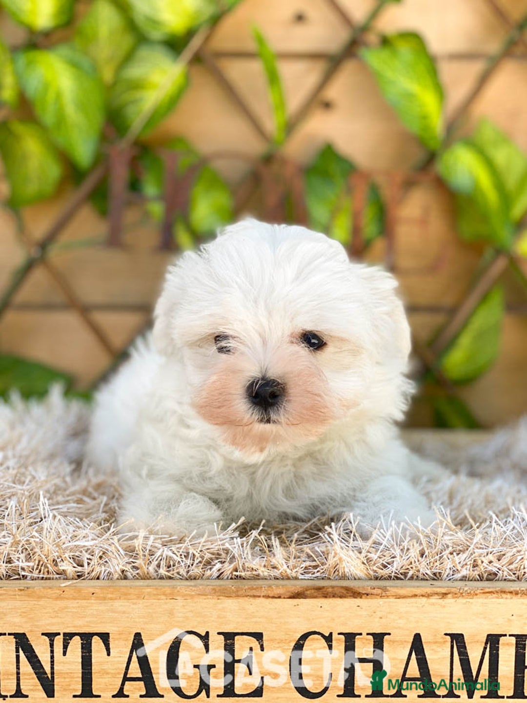 Bichón Maltés perros en venta: Camada de Gala  - Imagen 2