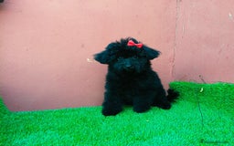 Caniche Toy perros en venta: Caniche toy precio real  - Imagen 1