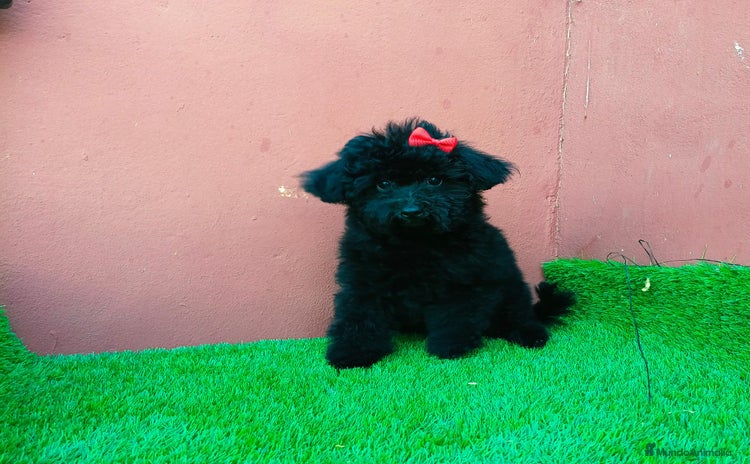 Caniche Toy perros - Propaganda 1