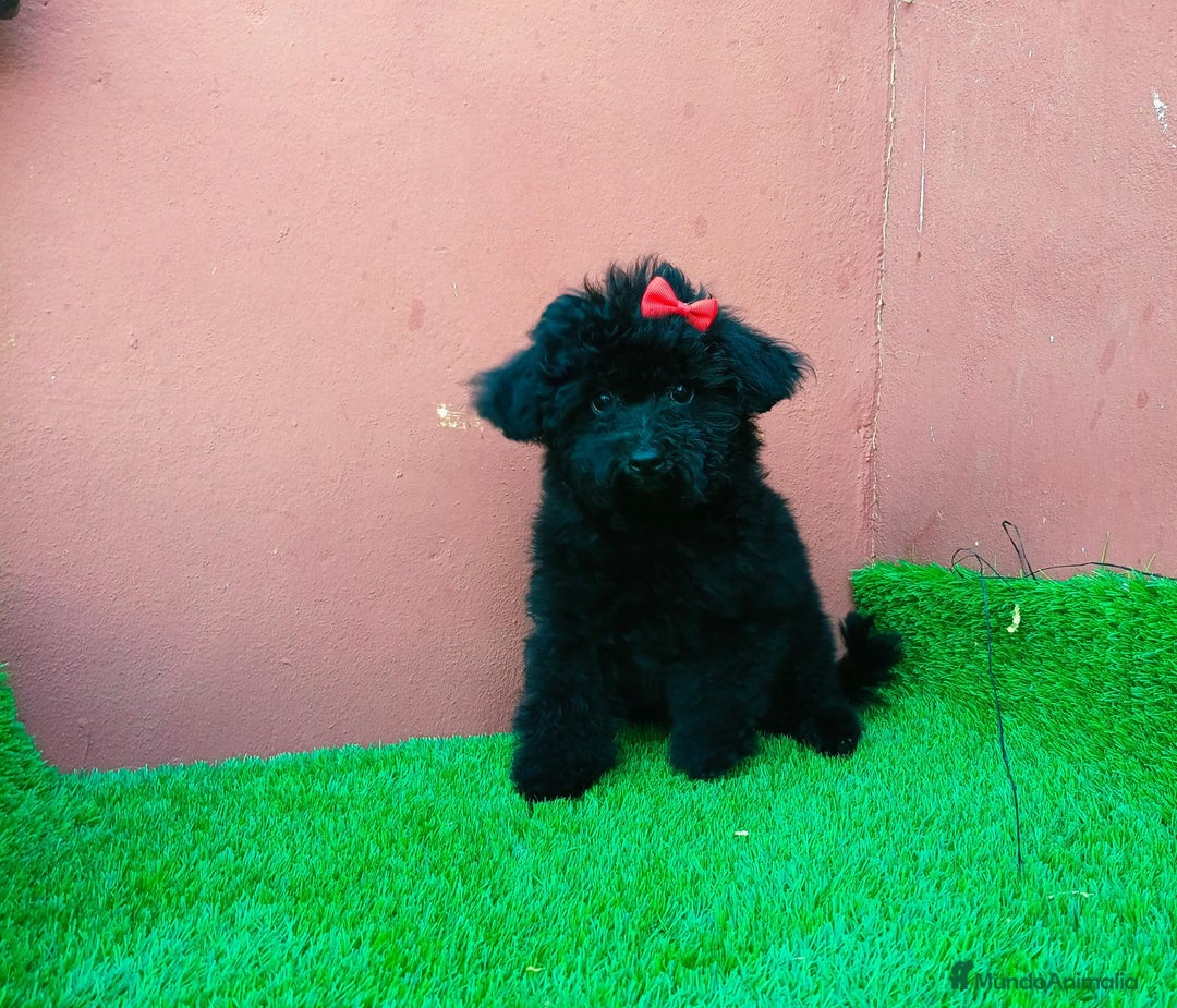 Caniche Toy perros en venta: Caniche toy precio real  - Imagen 1