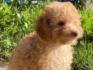 Caniche Mediano perros Caniche Hembra de Estela y Alejo 6278 - AQUANATURA en Barcelona - Anuncio 4