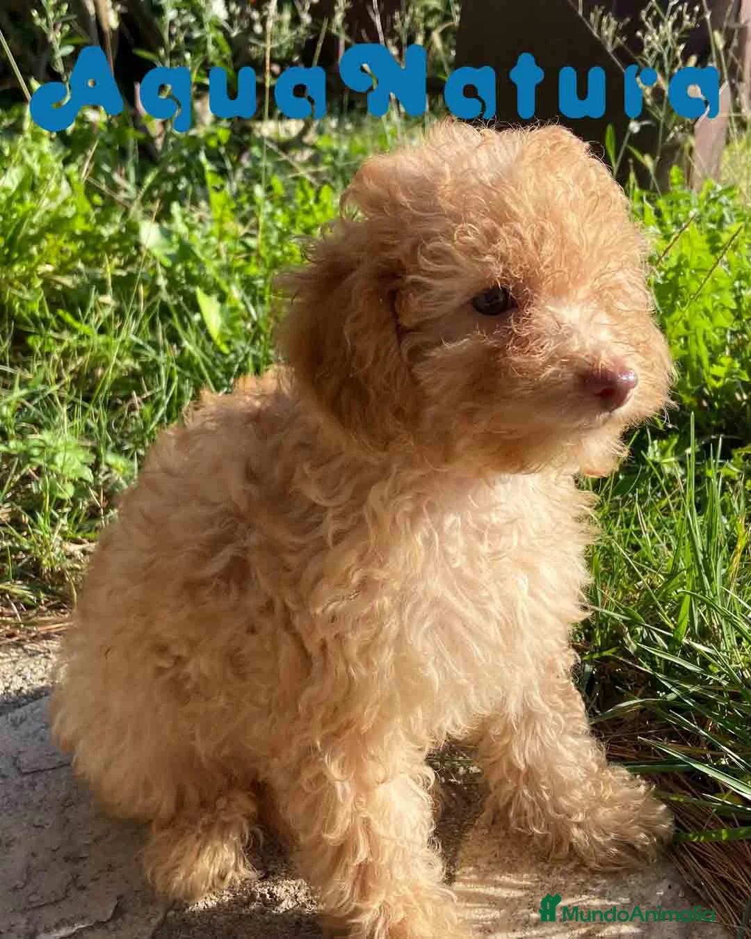 Caniche Mediano perros en venta: Caniche Hembra de Estela y Alejo 6278 - AQUANATURA en Barcelona - Anuncio 1