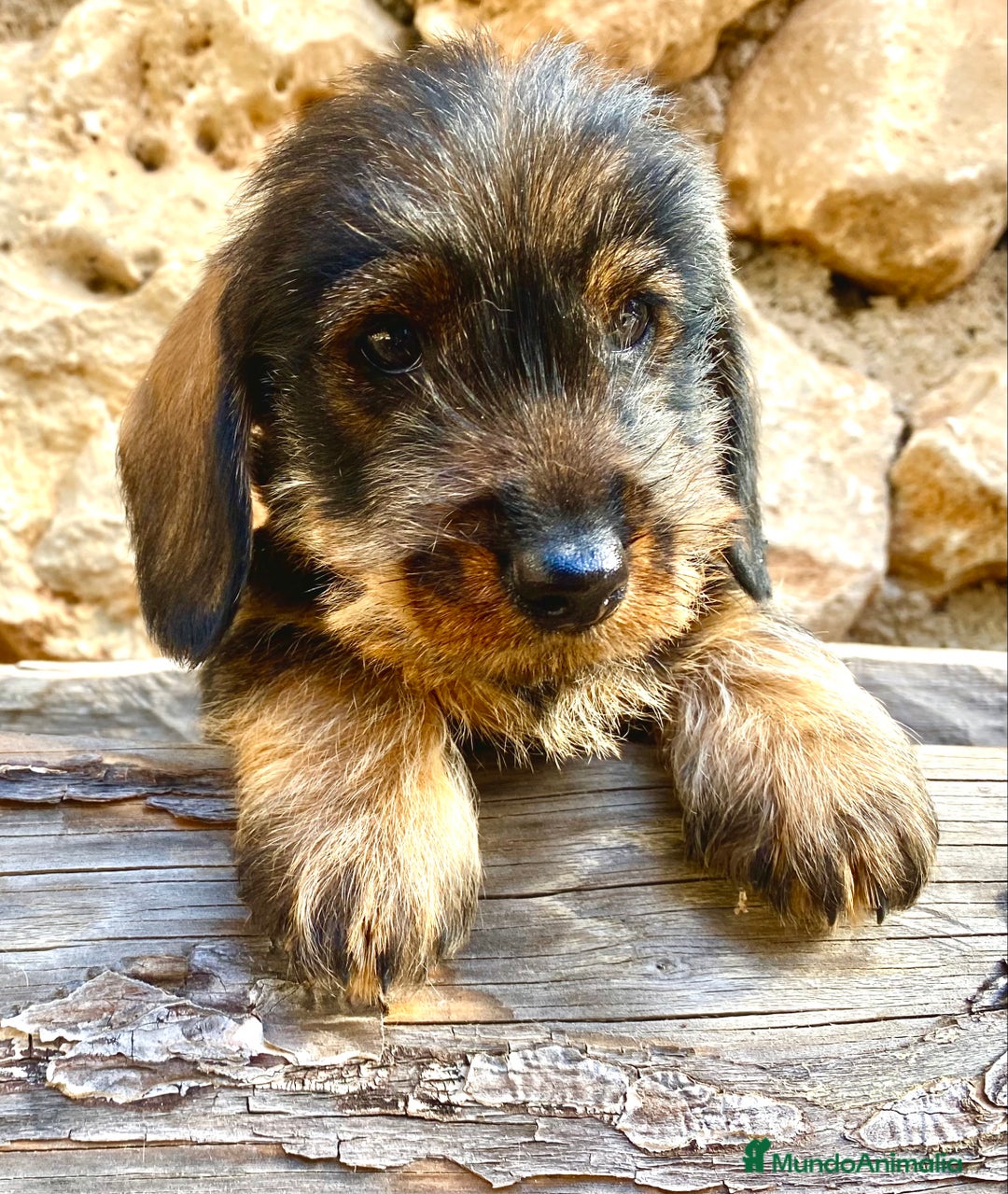 Teckel Miniatura perros en venta: TECKEL KANINCHEN (el más pequeño) MAGNIFICOS - Anuncio 5
