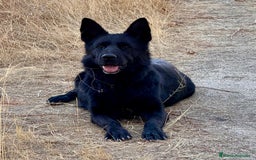Pastor Alemán perros en venta: Pastor alemán belleza  - Imagen 3