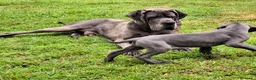 Dogo Alemán perros en venta: Cachorros azules Gran Danés - Anuncio 5