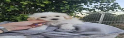 Perro Crestado Chino perros en venta: Crestado chino precio real - Anuncio 5