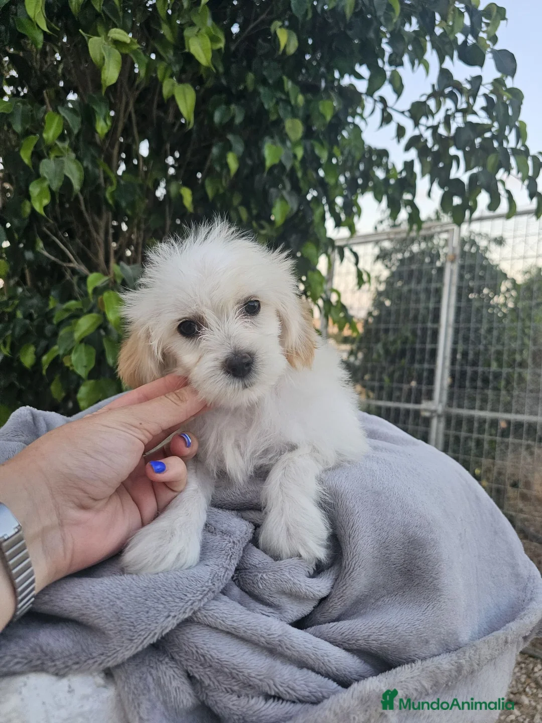 Perro Crestado Chino perros en venta: Crestado chino precio real - Anuncio 5