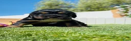 Cocker Spaniel Inglés perros en venta: CAMADA COCKER SPANIEL INGLES  - Anuncio 4