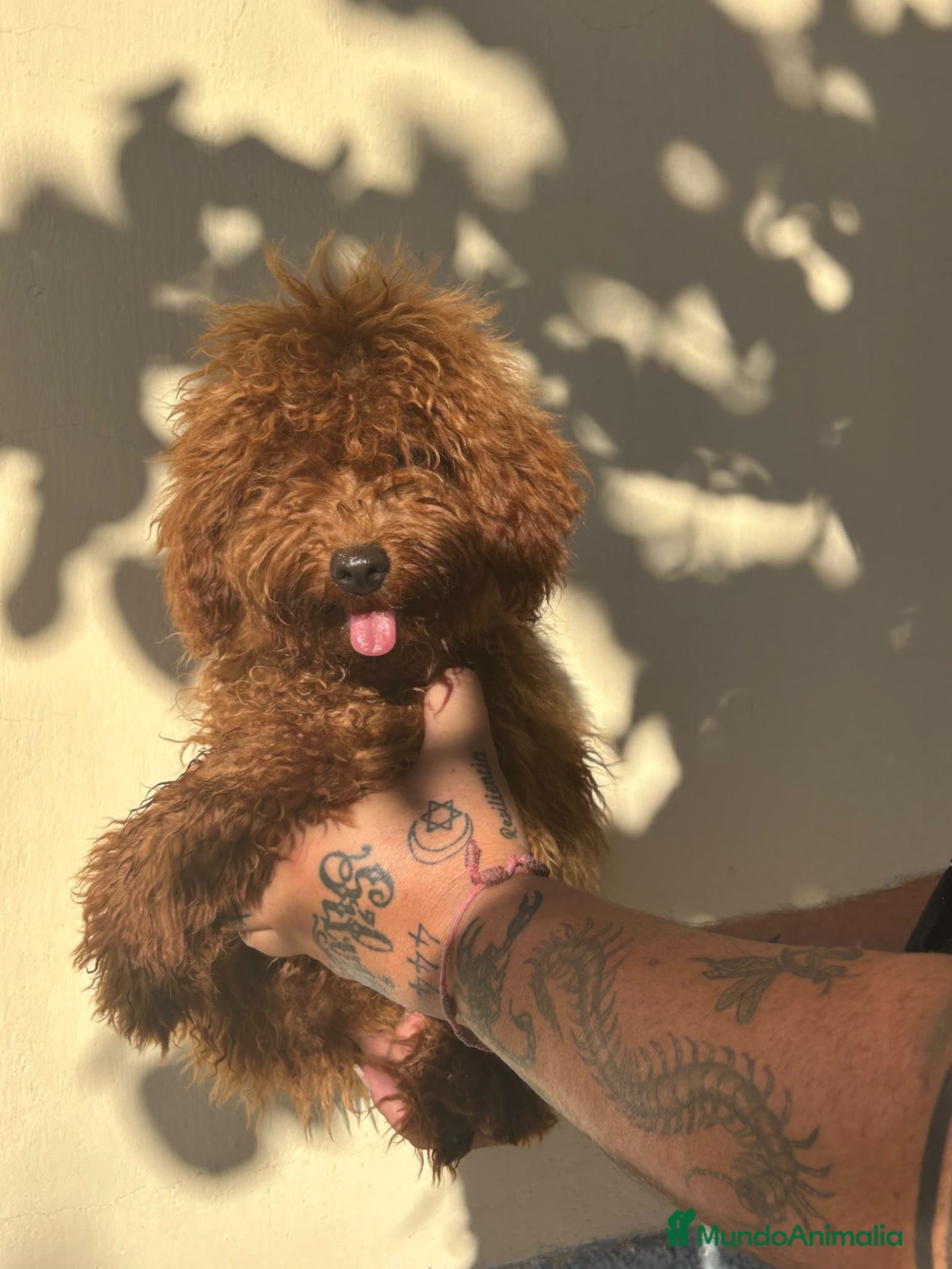 Caniche Enano perros Caniche enano  - Anuncio 1