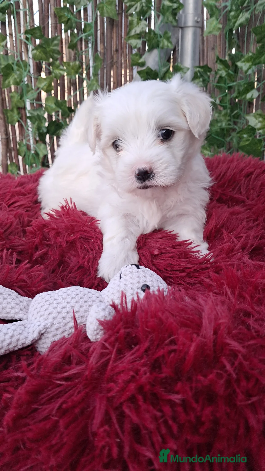 Bichón Maltés perros en venta: Bebés Bichon Maltés Machos - Anuncio 4