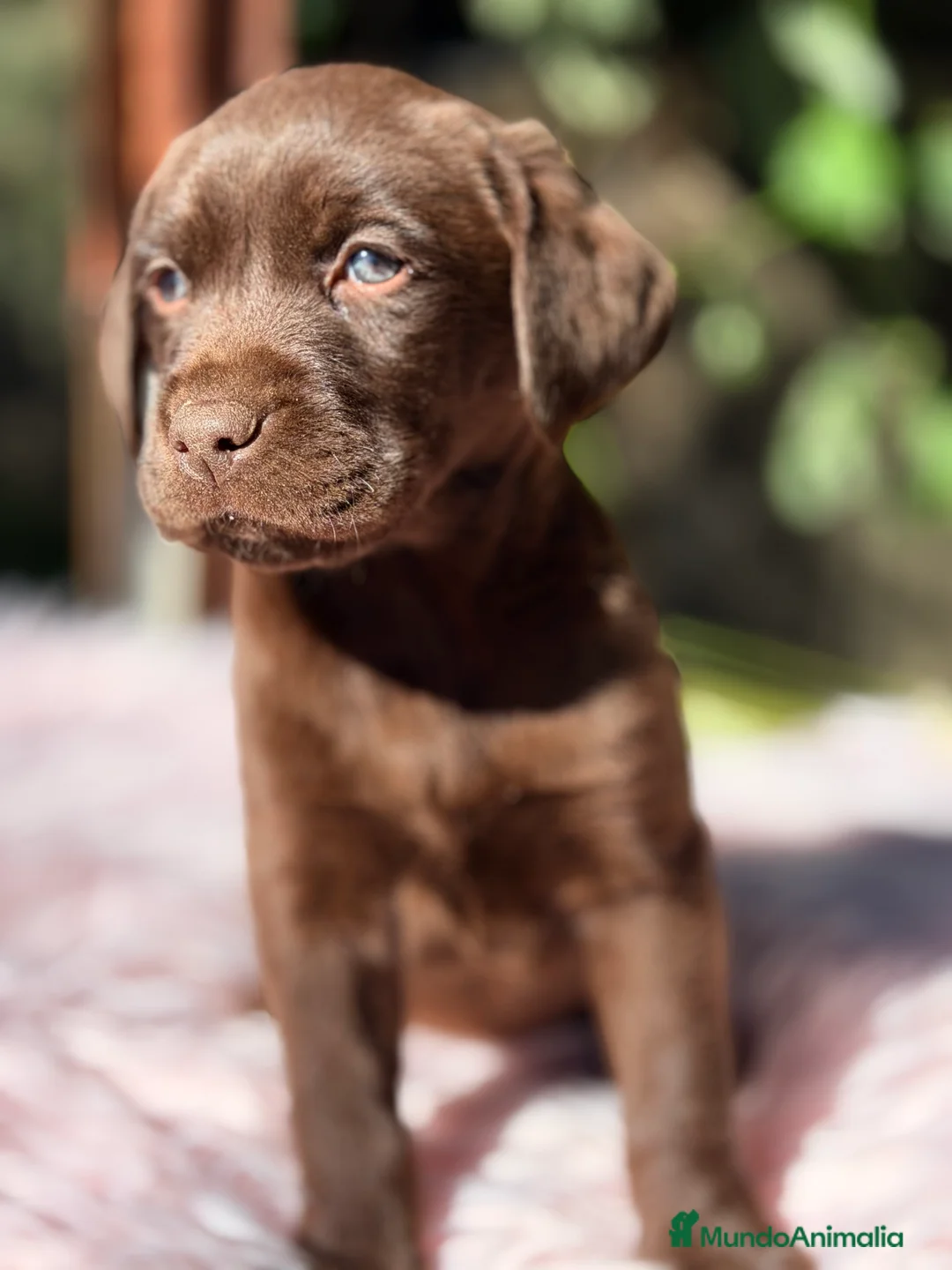 Labrador Retriever perros en venta: Labradora chocolate  - Anuncio 2