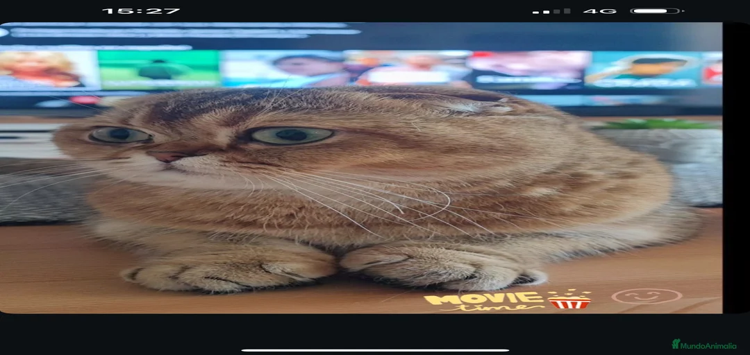 Imagen de galería {{count}}