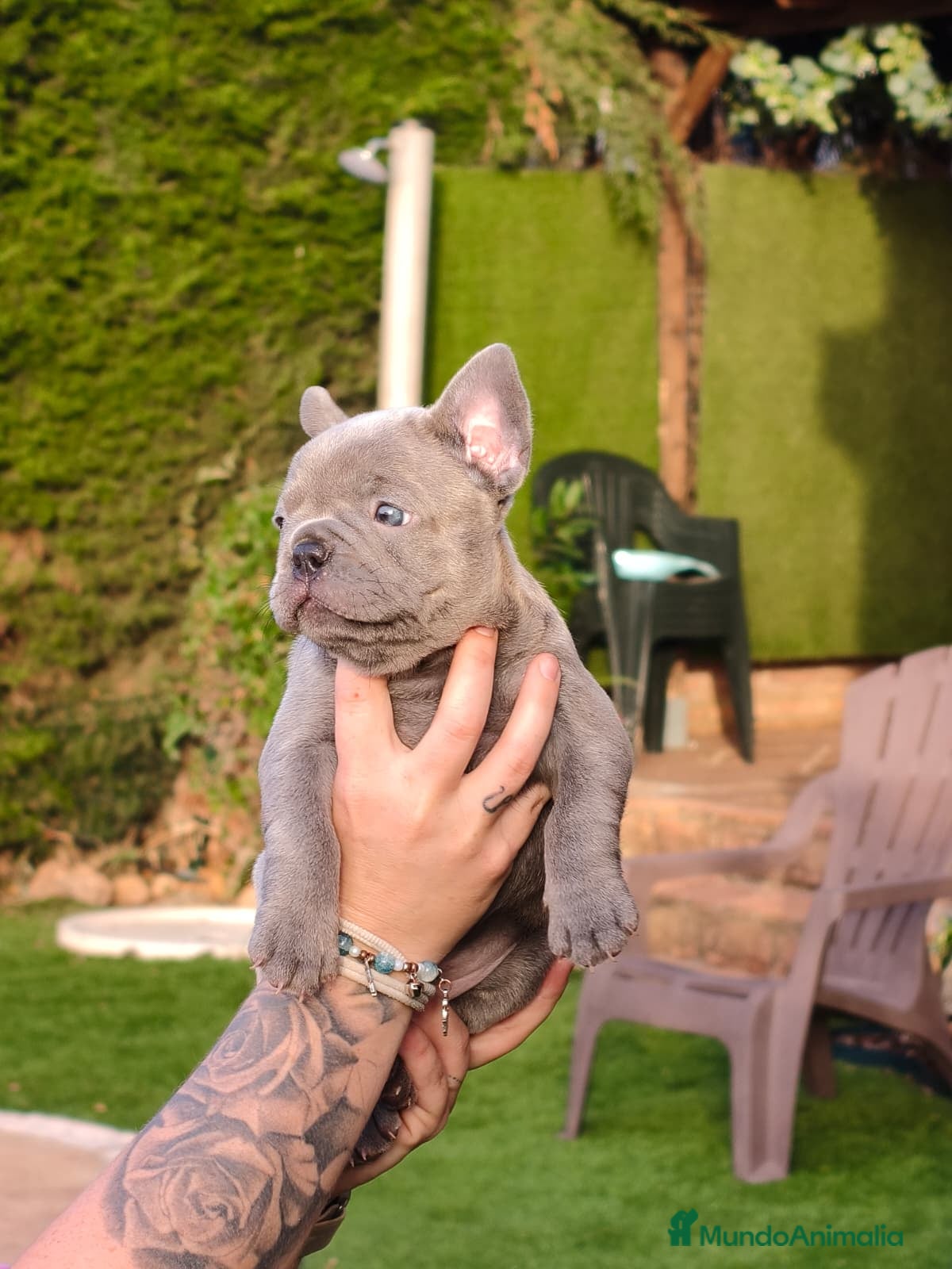 Bulldog Francés perros Bulldog Frances lilac - Anuncio 2