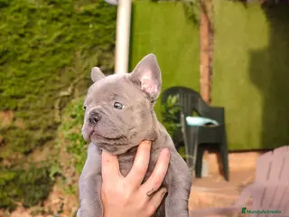 Bulldog Francés perros Bulldog Frances lilac - Anuncio 2