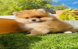 Pomerania perros en venta: POMERANIA MACHO - Imagen 2