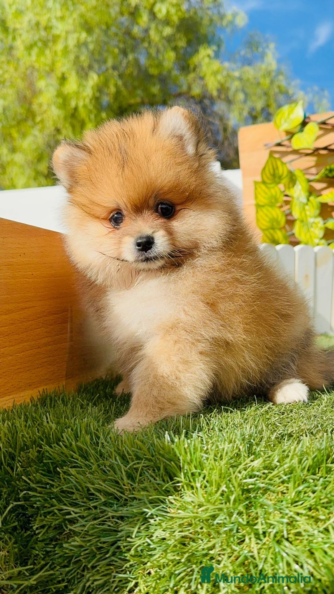 Pomerania perros en venta: POMERANIA MACHO - Imagen 2
