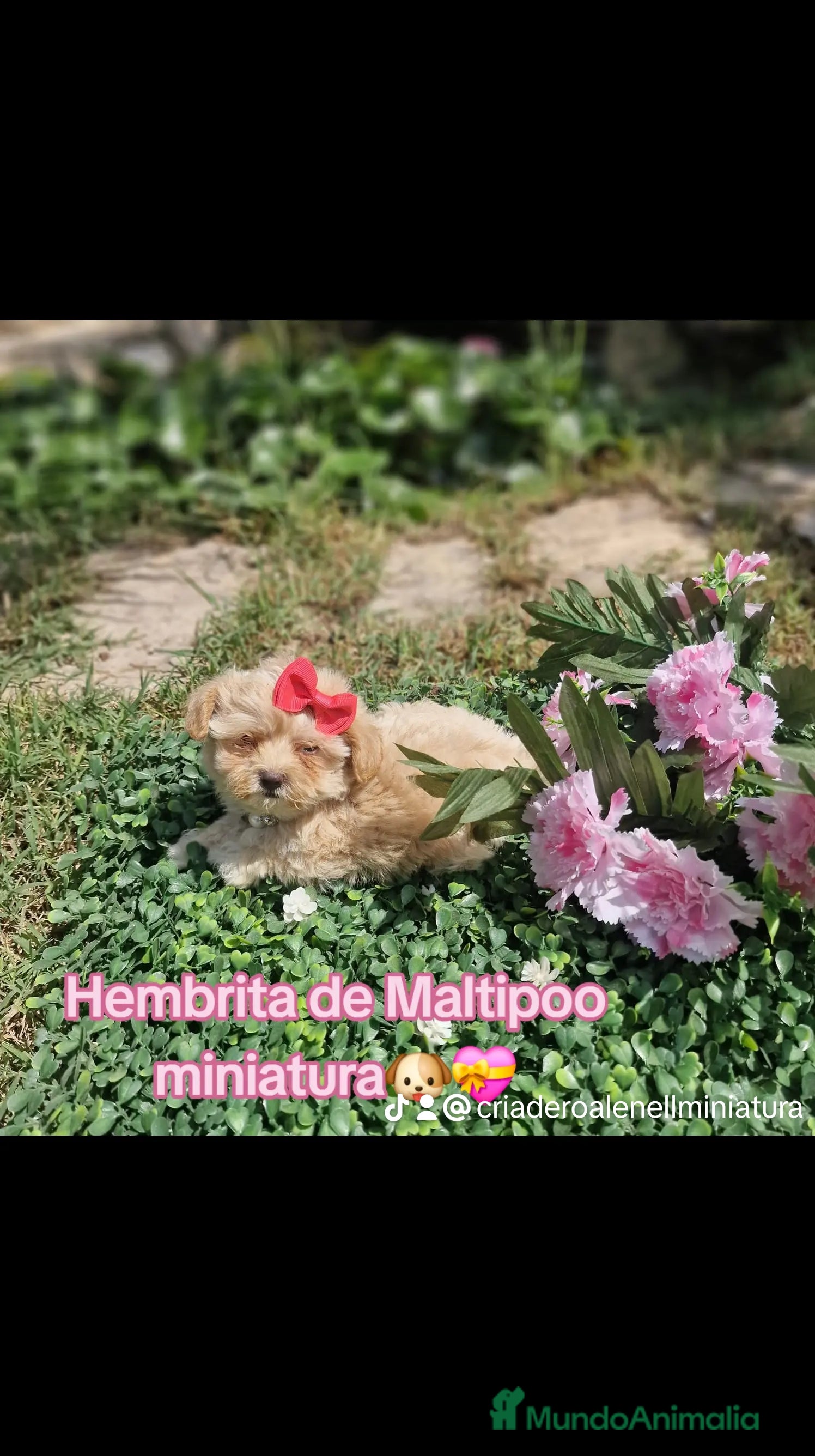 Maltipoo perros Maltipoos espectaculares linea coreana!!! en Valencia - Anuncio 29