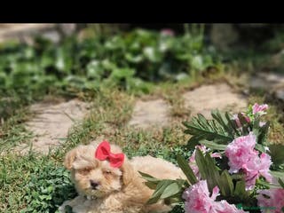 Maltipoo perros Maltipoos espectaculares linea coreana!!! en Valencia - Anuncio 5