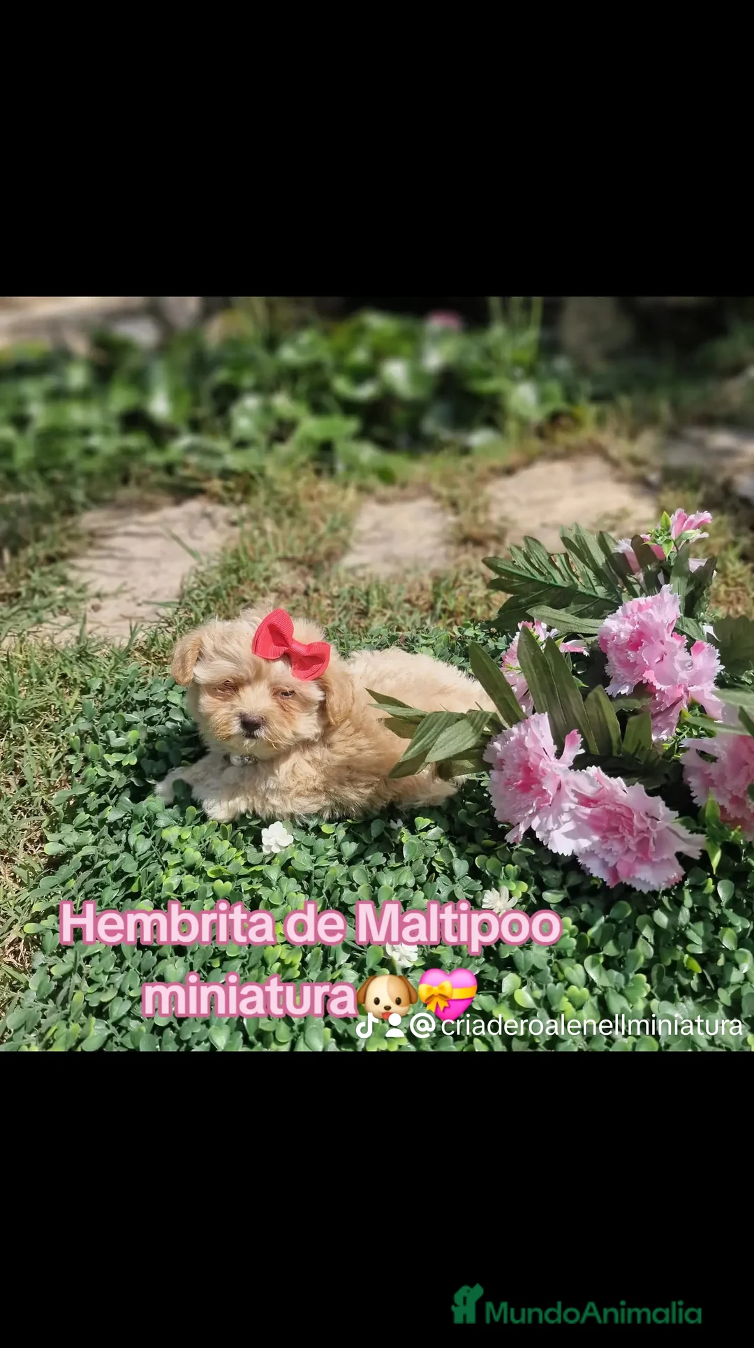 Maltipoo perros en venta: Maltipoos espectaculares linea coreana!!! en Valencia - Anuncio 1