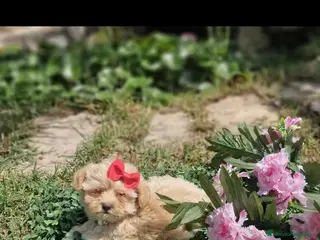 Maltipoo perros Maltipoos espectaculares linea coreana!!! en Valencia - Anuncio 6