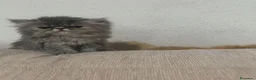 Persa gatos en venta: Persa en Madrid - Anuncio 2