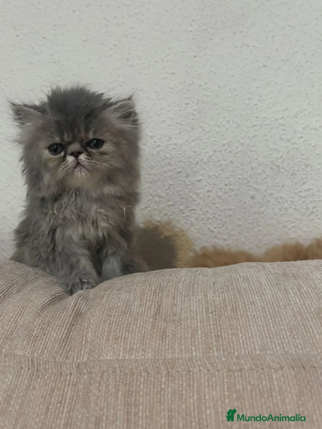Persa gatos en venta: Persa en Madrid - Anuncio 2