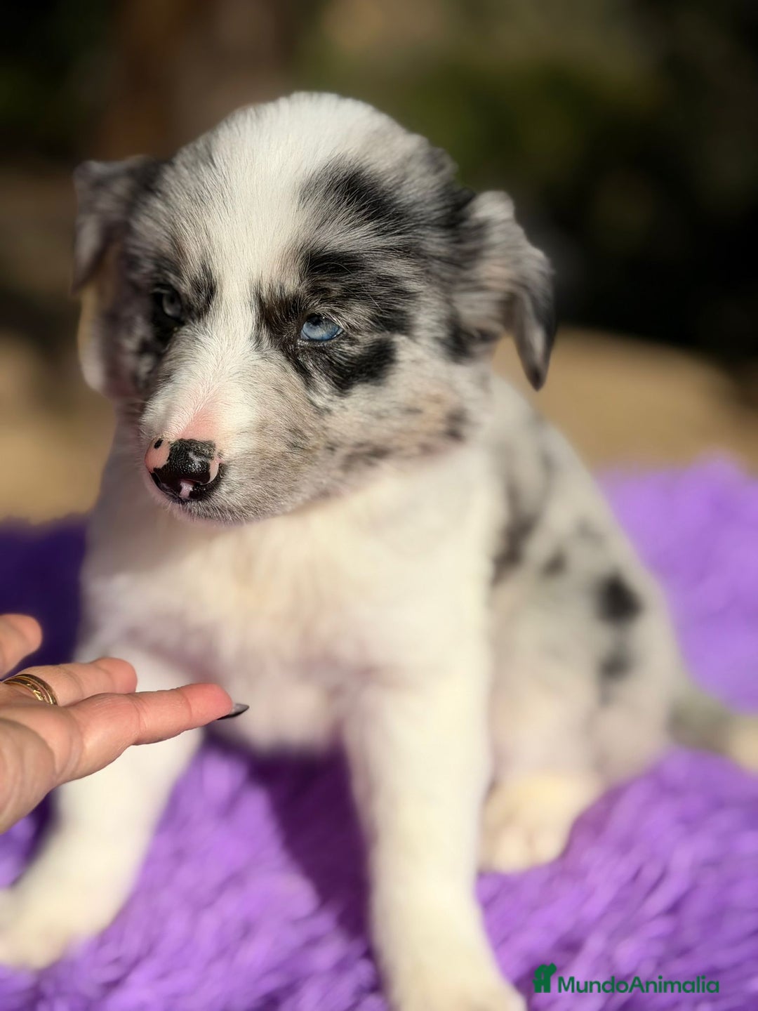 Border Collie perros en venta: Border collie merle  - Anuncio 5