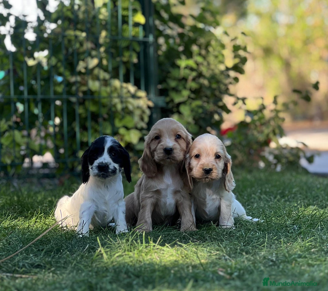 Cocker Spaniel Inglés perros en venta: Cocker - Imagen 2