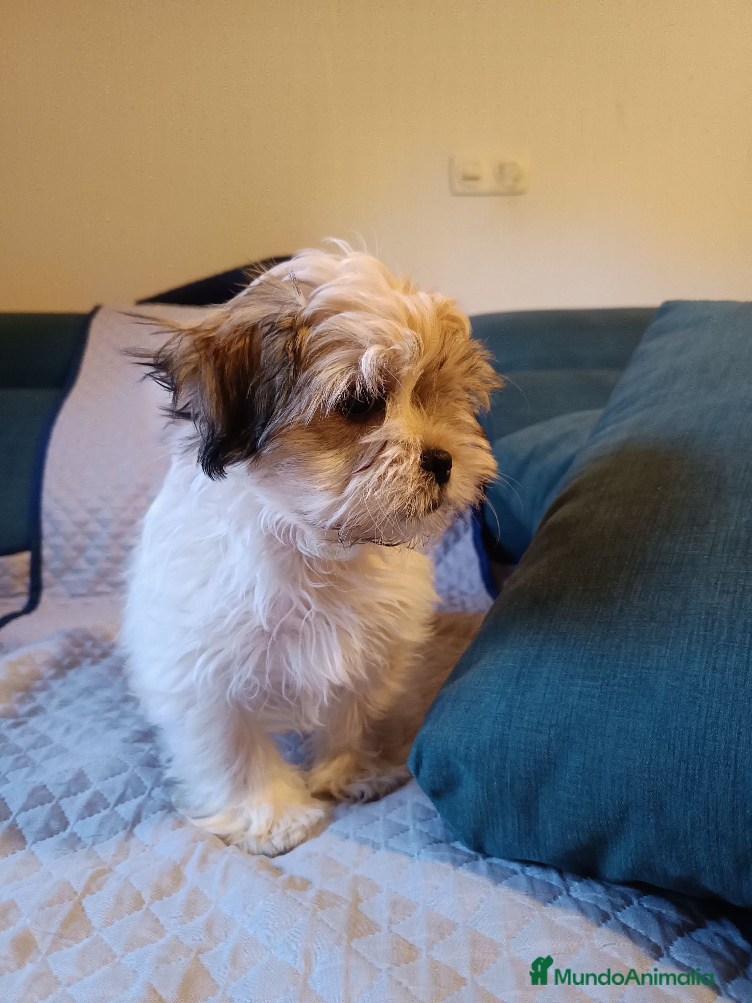 Shih Tzu perros MalShi. Shihtzu x Maltes - Anuncio 1