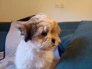Shih Tzu perros MalShi. Shihtzu x Maltes - Anuncio 1