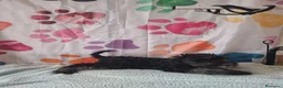 Schnauzer Miniatura perros en venta: Schnauzer mini - Anuncio 2