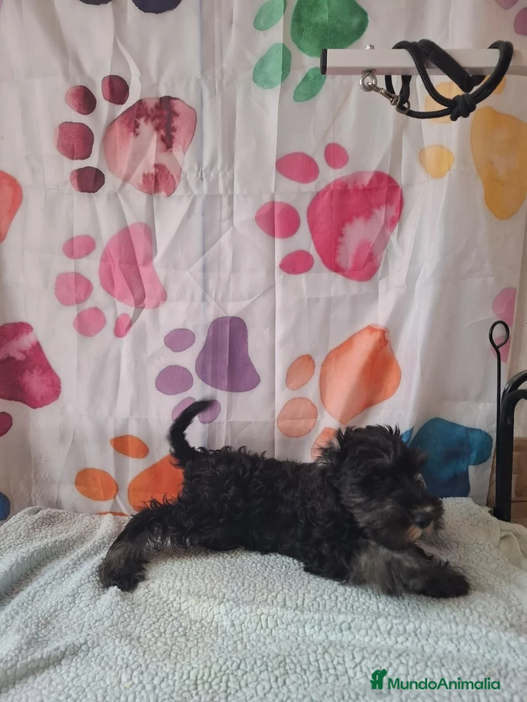 Schnauzer Miniatura perros en venta: Schnauzer mini - Anuncio 2