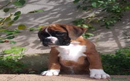 Boxer perros en venta: BOXER DORADO MACHO - Anuncio 4