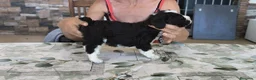 Perro de Agua Español perros en venta: Perros de agua  - Anuncio 4