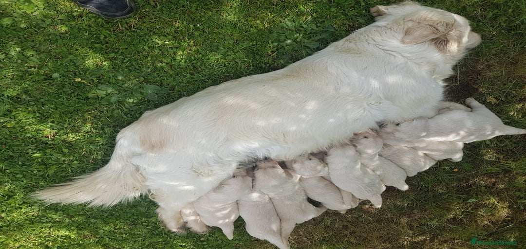 Imagen de galería {{count}}