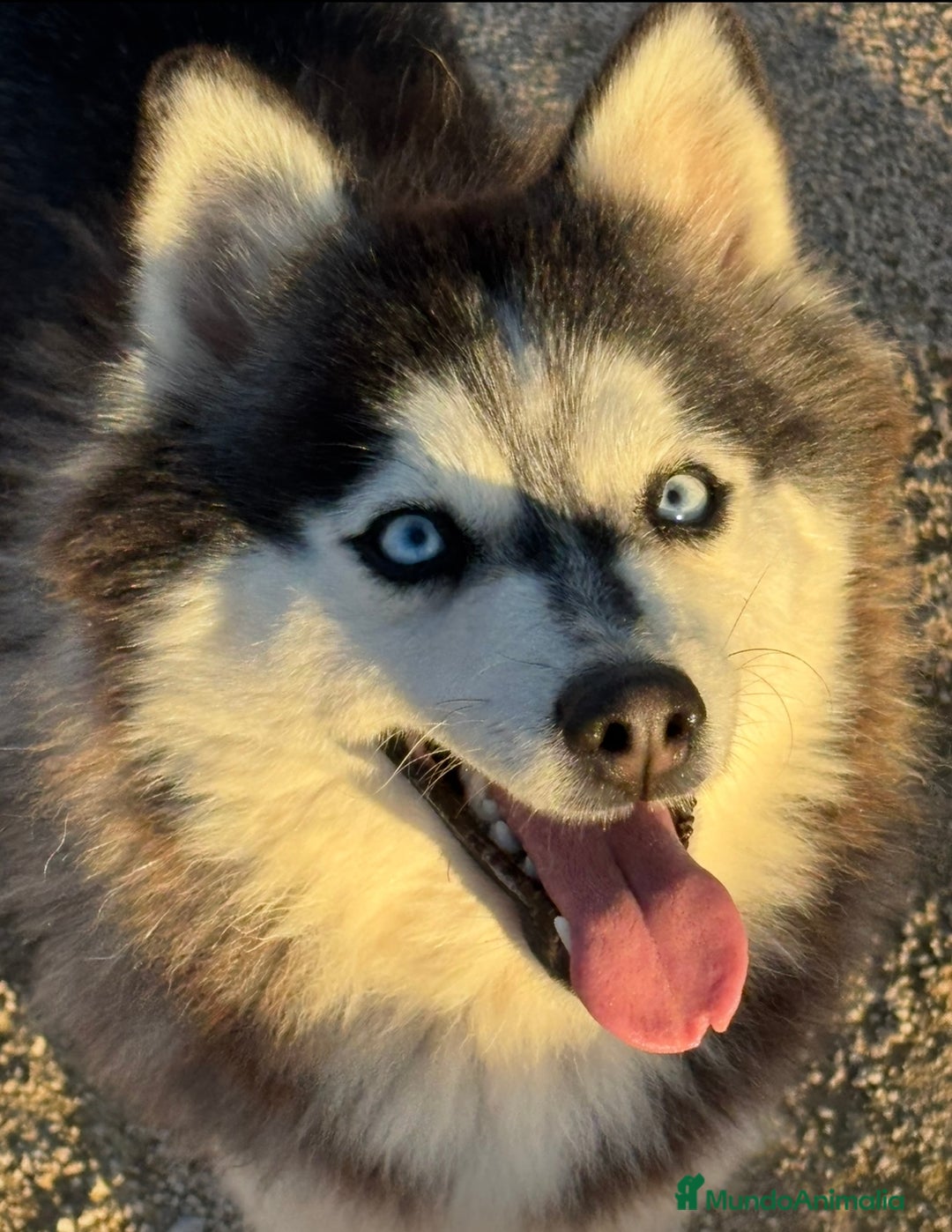 Pomsky perros en venta: 2 hembras pomsky o mini husky - Anuncio 2