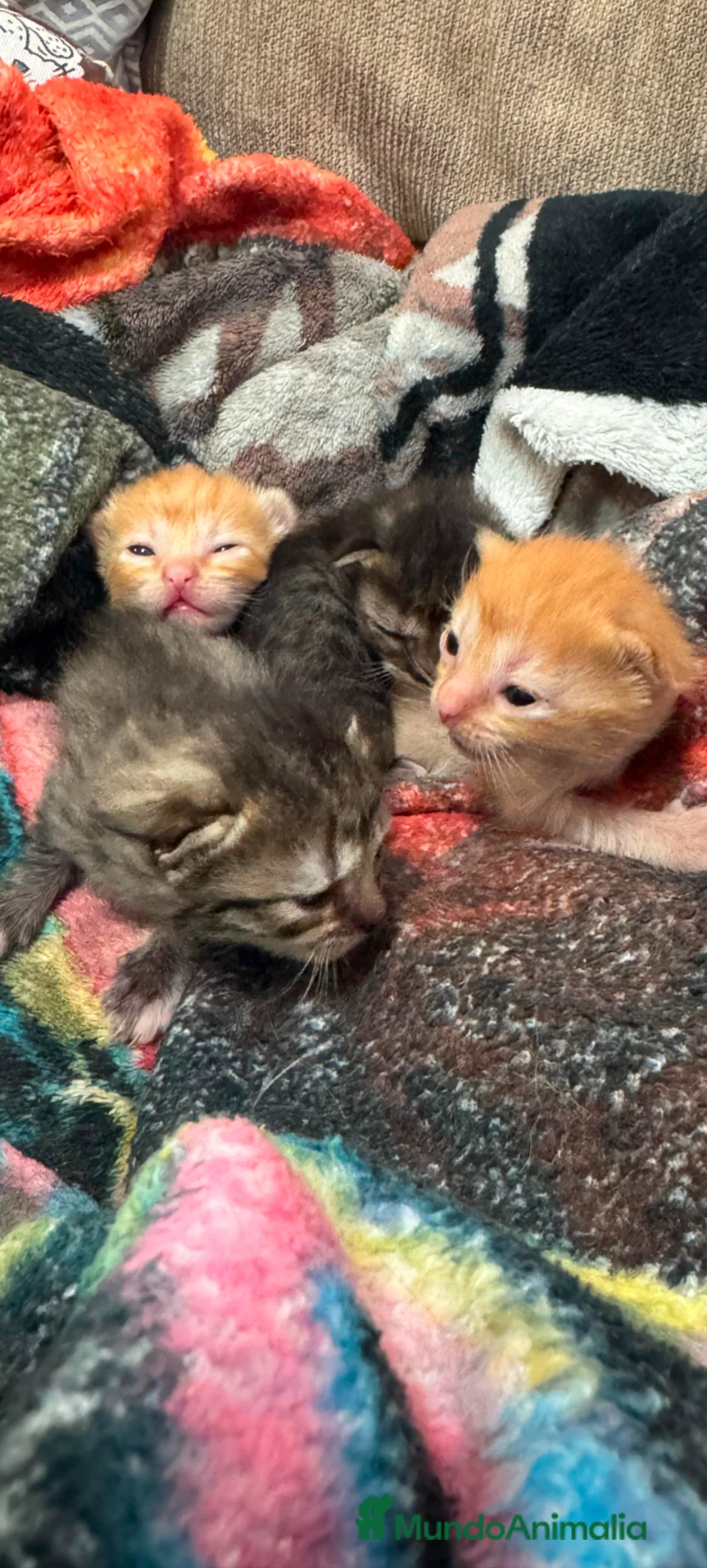 Persa gatos en venta: Persa disponible  - Anuncio 4