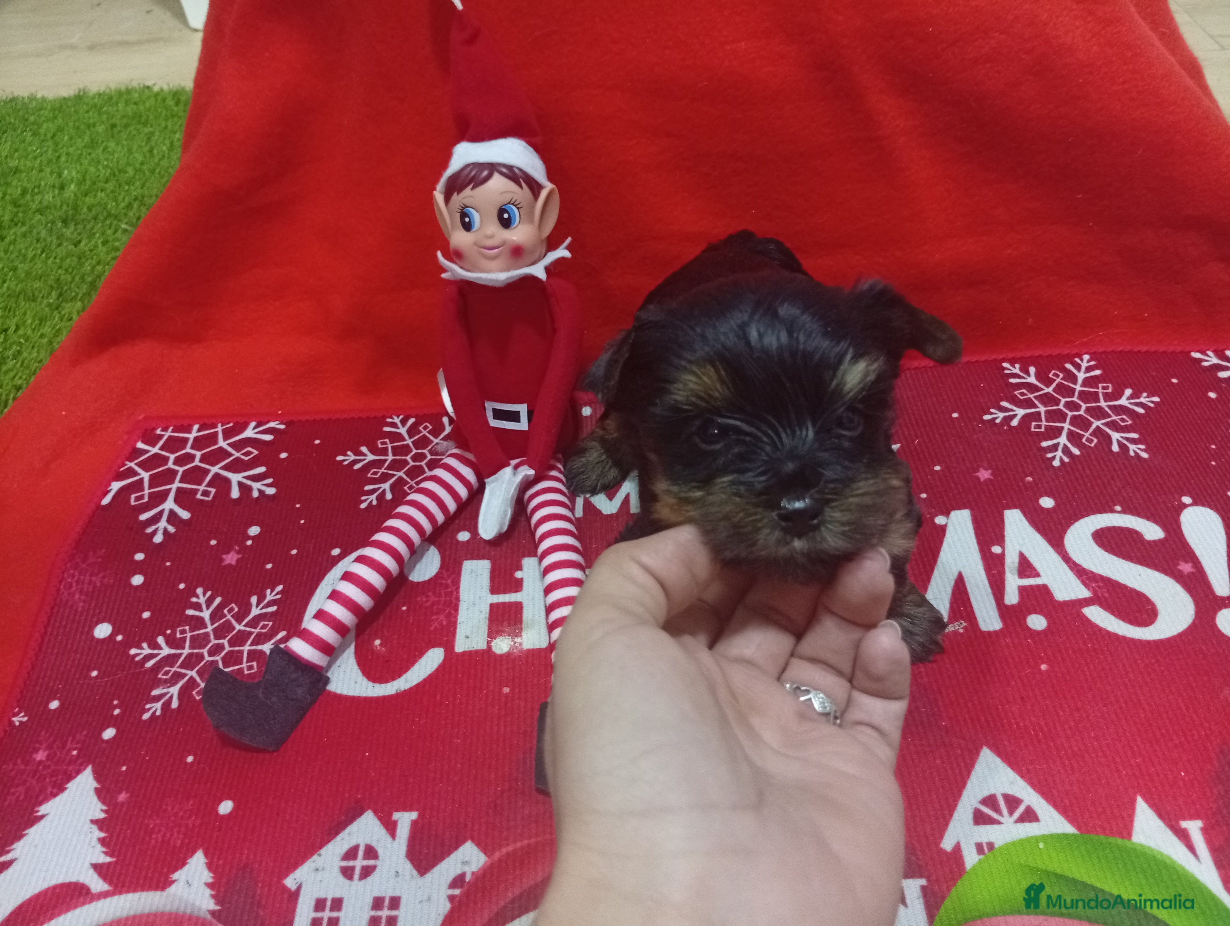 Yorkshire Terrier perros PRECIOSO YORKSHIRE MINI TOY - Anuncio 1