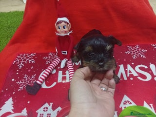 Yorkshire Terrier perros PRECIOSO YORKSHIRE MINI TOY - Anuncio 1