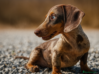 Teckel Miniatura perros - Anuncio 32