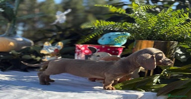 Teckel Miniatura perros - Anuncio 16