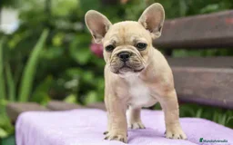 Bulldog Francés perros en venta: BULLDOG FRANCES MINIATURA  - Imagen 2