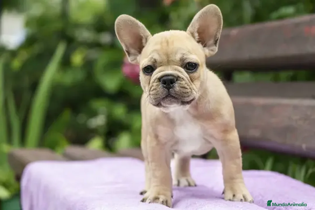 Bulldog Francés perros en venta: BULLDOG FRANCES MINIATURA  - Imagen 2